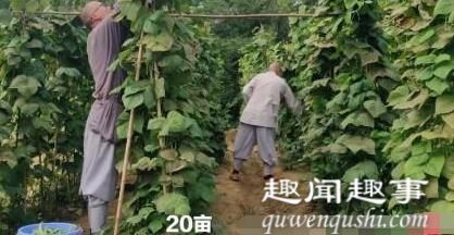 武汉寺庙开荒种菜邀市民采摘还给菜诵经 3小时后“求饶” 到底是什么原因？