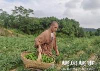 武汉寺庙开荒种菜邀市民采摘还给菜诵经 3小时后“求饶” 事件始末最新消息