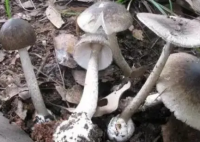 湖南多人误食野生蘑菇中毒 究竟是怎么回事？