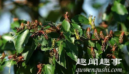湖南永州现大批蝗虫啃食树叶飞入民居 当地出动无人机灭蝗究竟是怎么回事？