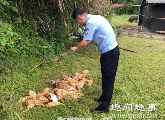 农户家450只鸡一夜惨死 民警蹲守发现意外真相究竟是怎么回事？