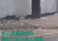 成群黄鼠狼现身东北闹市街头“集体行动” 路过市民啧啧称奇到底为什么出现这样的现象？