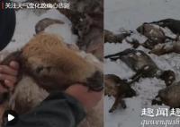 新疆牧民刚给羊群剪羊毛 几天后气温骤降悲剧发生到底是什么情况(现场)