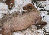 新疆牧民刚给羊群剪羊毛 几天后气温骤降悲剧发生真相曝光实在令人心痛(现场)