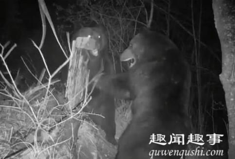 两只熊在中俄边境线大打出手 激烈互殴罕见画面被拍下实在是令人惊吓