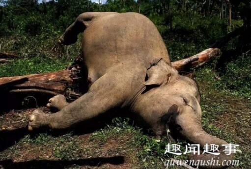 超过350头大象突然集体神秘死亡 生前诡异举动曝光令人震惊背后真相令人惊讶