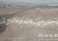东莞海滩出现大量猪蹄 到底是什么情况?