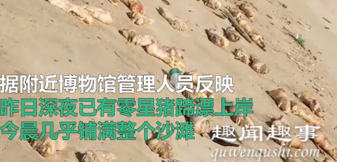 太吓人!海滩出现几十吨猪蹄和不明生物内脏 现场被铺得密密麻麻