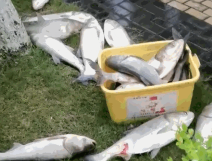 千岛湖泄洪后首网捕获50000斤鱼 到底是什么情况?