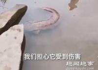 7月11日,金沙江上浮出一条罕见“巨鱼”不肯离开,于是市民直接报警。民警捞上来一看