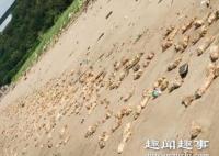 海滩出现几十吨猪蹄和不明生物内脏 现场被铺得密密麻麻画面曝光实在太吓人