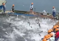 千岛湖泄洪后首网捕获50000斤鱼 到底是什么情况?