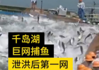 千岛湖泄洪后首网捕获50000斤鱼 画面曝光是最令人震惊