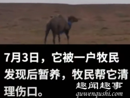 去年10月中旬,内蒙古一峰年迈的骆驼被卖掉,近日它跋山涉水,越过围栏、穿过高速