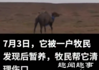 去年10月中旬,内蒙古一峰年迈的骆驼被卖掉,近日它跋山涉水,越过围栏、穿过高速
