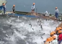 7月8日,杭州新安江水库启动历史首次9孔泄洪。7月12日,千岛湖迎来泄洪后第一次巨网捕鱼