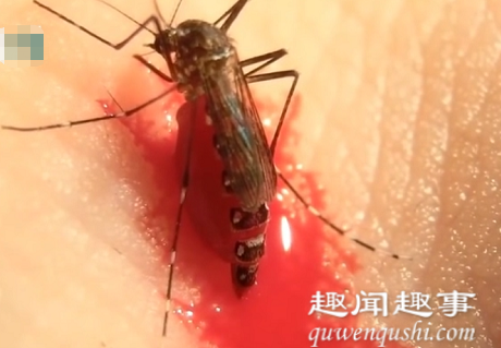 近日,一名博士做了项小实验,将蚊子放身上任它吸血,蚊子直接胀死。数百万网友目睹
