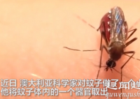 近日,一名博士做了项小实验,将蚊子放身上任它吸血,蚊子直接胀死。数百万网友目睹