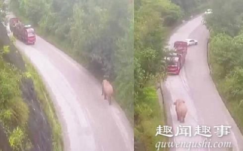 云南警方出动无人机侦查 意外记录大象遇上卡车罕见现场画面曝光实在令人震惊