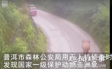 近日,云南警方出动无人机侦查时,发现国家一级保护动物亚洲象在公路上“霸气”前行