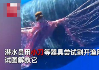 10米长抹香鲸遭渔网困住 画面曝光实在令人震惊