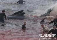 丹麦法罗群岛数百鲸鱼和海豚被捕杀 到底是什么情况?