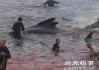 丹麦法罗群岛数百鲸鱼和海豚被捕杀 内幕揭秘实在令人震惊