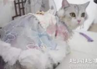 90后女孩给猫做汉服月入7万 到底是怎么做到的？