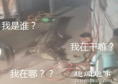 7月29日,山东一工人在家看到有鳄鱼在床边爬来爬去,吓得立即报警。消防员赶来 