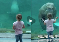 小女孩在水族馆里观赏动物 海象举动令在场众人笑个不停内幕曝光实在令人震惊