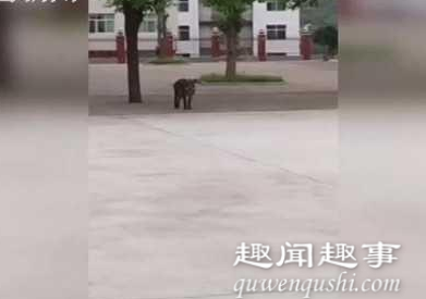 8月1日,陕西,一头170斤的野猪闯入校园内大肆破坏,特警赶来后站在百米外将其一枪击毙