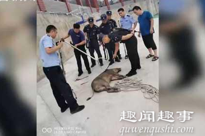 8月1日,陕西,一头170斤的野猪闯入校园内大肆破坏,特警赶来后站在百米外将其一枪击毙