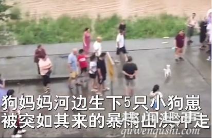 8月12日一段视频曝光,四川一只流浪狗此前生下5只狗崽,却不幸全被洪水冲走,好
