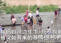 8月12日一段视频曝光,四川一只流浪狗此前生下5只狗崽,却不幸全被洪水冲走,好