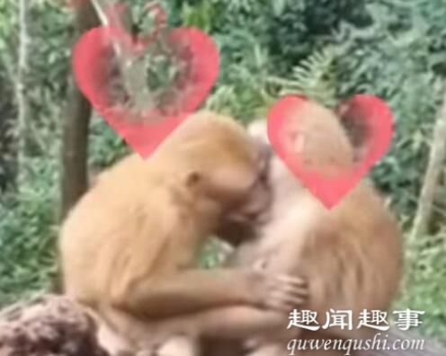 两只猴子接吻被发现害羞打闹 具体是什么情况?
