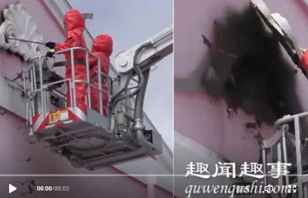 太吓人!黑龙江一学校教学楼发现蝙蝠 消防员拆除石膏板一幕太吓人