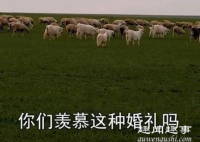8月23日,内蒙古呼伦贝尔草原上迎来一场“豪横”的婚礼,宴席场地大过足球场,牛羊