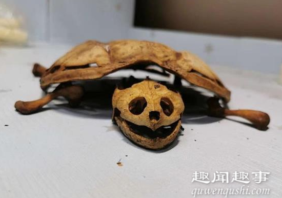 9月1日,武汉一位大学生时隔8个月返校,回宿舍后他第一时间找自己养的乌龟,结果