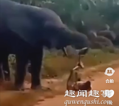 惊险!男子遭大象袭击蜷缩在躺地上不敢动弹 随后画面让人意外