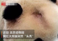 北京网红大熊猫突然“头秃” 头秃原因实在让人惊讶
