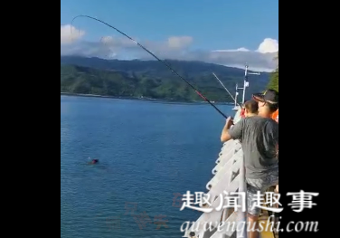 9月20日,深圳一市民在海边钓鱼时,突然发现海面有个奇怪物体不断移动,游近后在场所有人