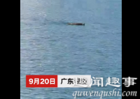深圳市民海边钓鱼发现不断移动怪物 游近后所有人沸腾了内幕揭秘实在让人惊愕