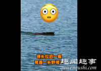 9月20日,深圳一市民在海边钓鱼时,突然发现海面有个奇怪物体不断移动,游近后在场人沸腾了