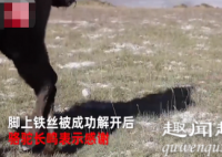 9月23日,新疆一头骆驼被铁丝网缠住后脚痛苦挣扎,三名自驾游小伙发现后立即设法解救