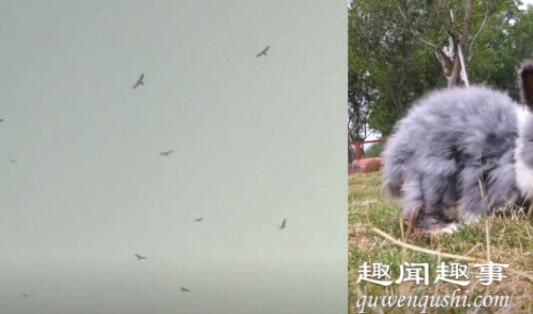 近日,河南一牧场数十只老鹰在天空中盘旋,不久后离奇的事情发生了。实在惊呆了