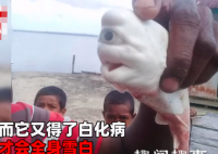 惊呆了!渔夫捞上鲨鱼后宰杀 竟在鱼腹中发现极其罕见一幕(视频)