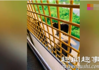 悲剧!上海野生动物园一饲养员遭熊群撕扯身亡 游客目睹悲剧现场