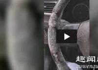 日前,四川乐山一女子的爱车方向盘上长满霉菌,原因曝光让人心疼不已。