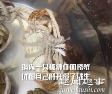女子买了几只螃蟹放盆里 靠近后意外拍下绝望一幕真相曝光实在令人震惊(现场)