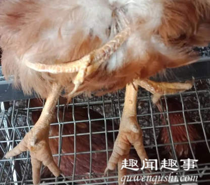 近日,内蒙古一居民发现自家养的鸡与众不同,神奇一幕引来众人围观。